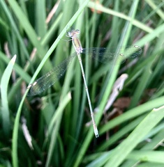 Lestes virgatus