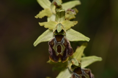 Ophrys sphegodes