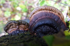 Hexagonia