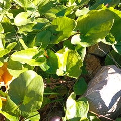 Arisarum simorrhinum