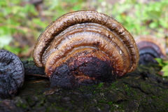 Hexagonia