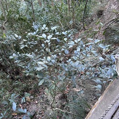 Glycosmis parviflora