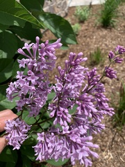 Syringa