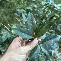 Glycosmis parviflora