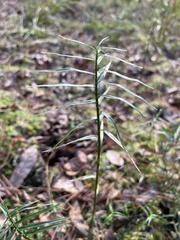 Dulichium arundinaceum