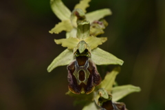 Ophrys sphegodes