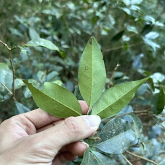 Glycosmis parviflora