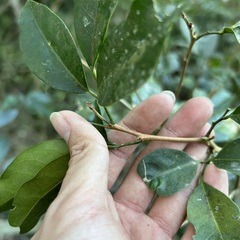 Glycosmis parviflora