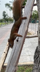 Callosciurus erythraeus