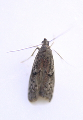 Euzophera semifuneralis