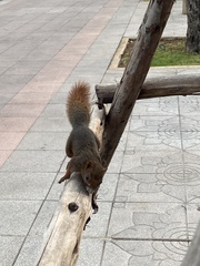 Callosciurus erythraeus