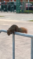 Callosciurus erythraeus