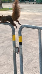 Callosciurus erythraeus