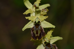 Ophrys sphegodes