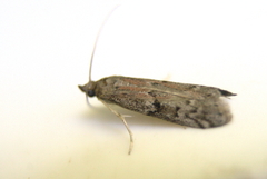 Euzophera semifuneralis