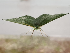 Geometra papilionaria