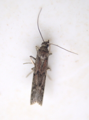 Euzophera semifuneralis