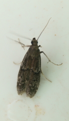 Euzophera semifuneralis