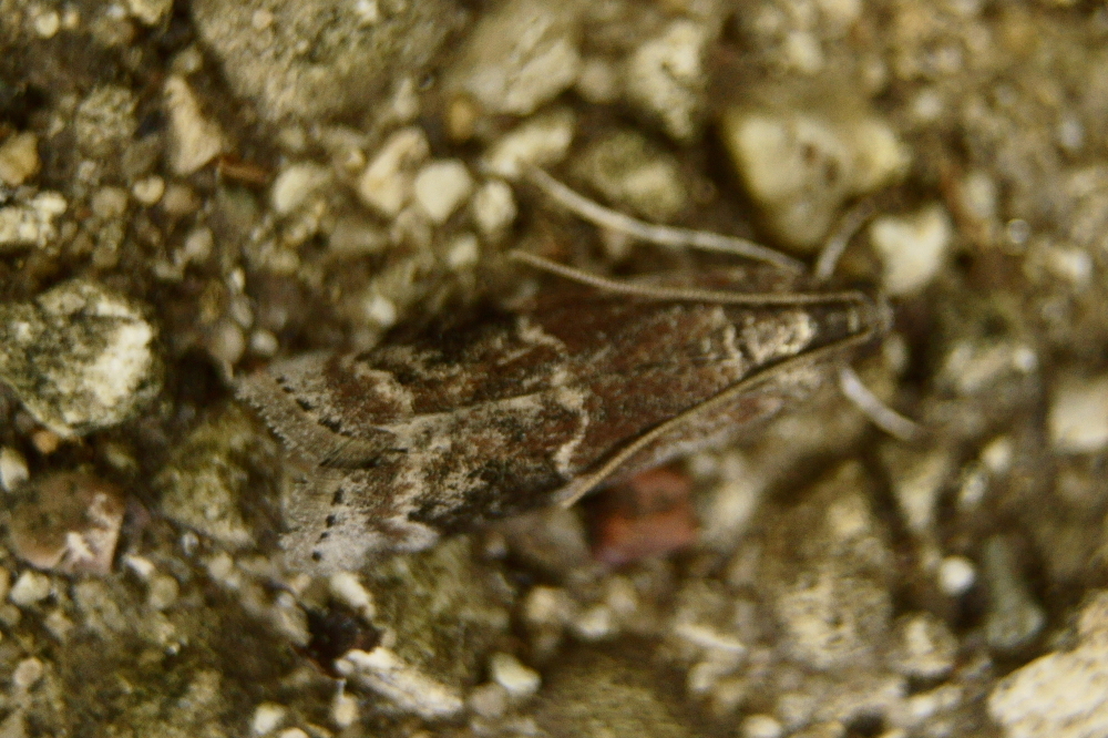American Plum Borer Moth