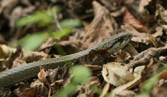 Galvarinus chilensis