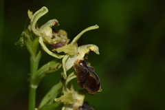 Ophrys sphegodes