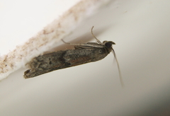 Euzophera semifuneralis