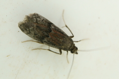 Euzophera semifuneralis