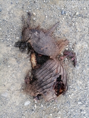 Chaetophractus villosus