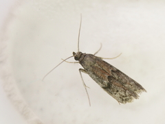 Euzophera semifuneralis