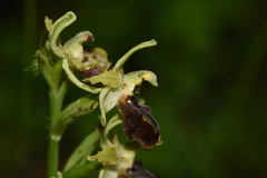 Ophrys sphegodes