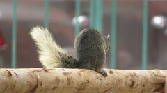 Callosciurus finlaysonii