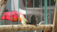 Callosciurus finlaysonii