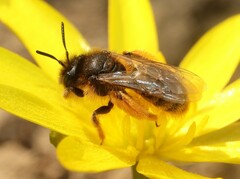 Andrena taraxaci