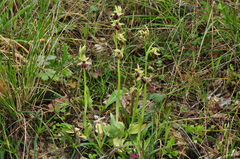 Ophrys sphegodes