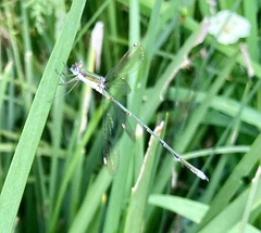 Lestes virgatus