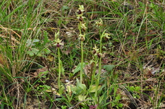 Ophrys sphegodes