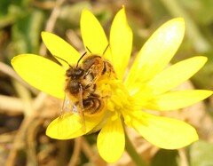 Andrena taraxaci