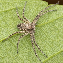 Philodromus emarginatus