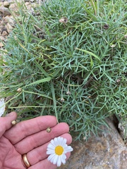 Argyranthemum