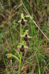 Ophrys sphegodes
