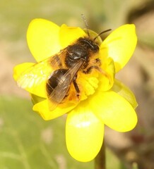 Andrena taraxaci