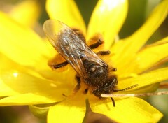 Andrena taraxaci