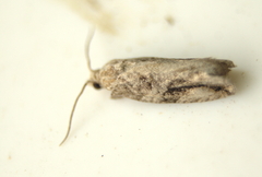 Proteoteras crescentana