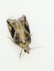 Proteoteras crescentana