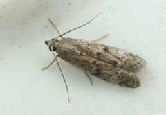 Vitula edmandsii