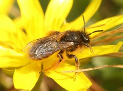 Andrena taraxaci