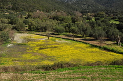 Ranunculus marginatus