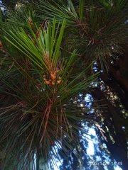 Pinus radiata