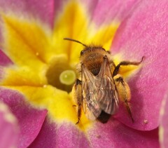 Andrena bicolor