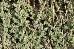 Atriplex glauca
